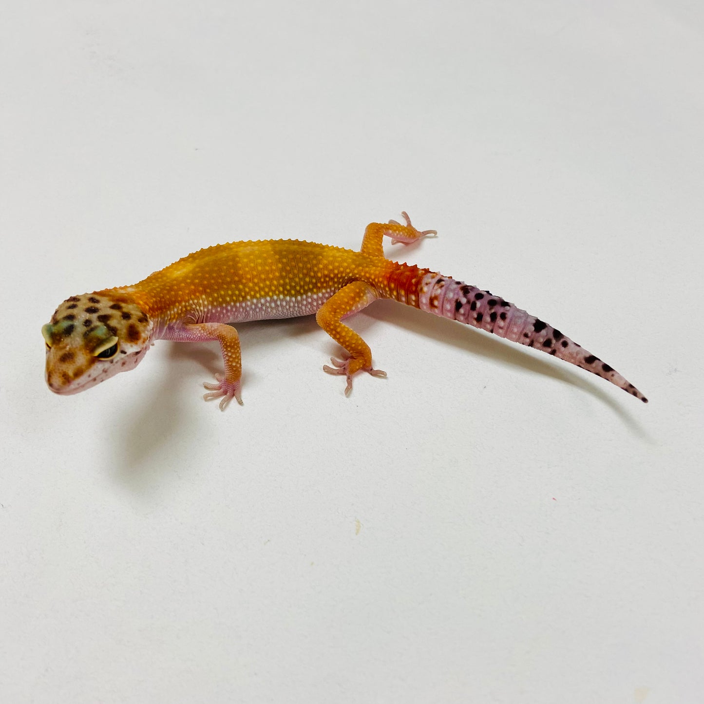 Citrine Leopard Gecko 2025-001
