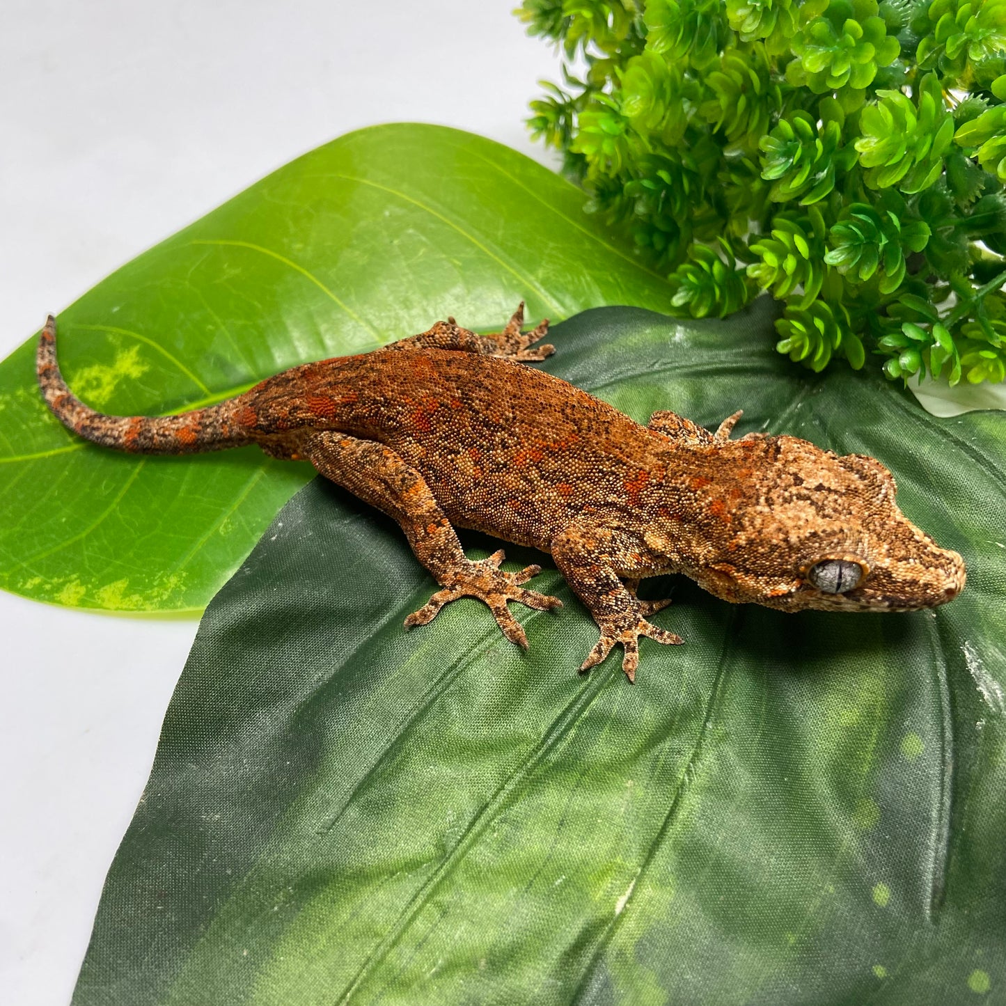 Red Blotched Reticulated Gargoyle Gecko 2023 Male AN403