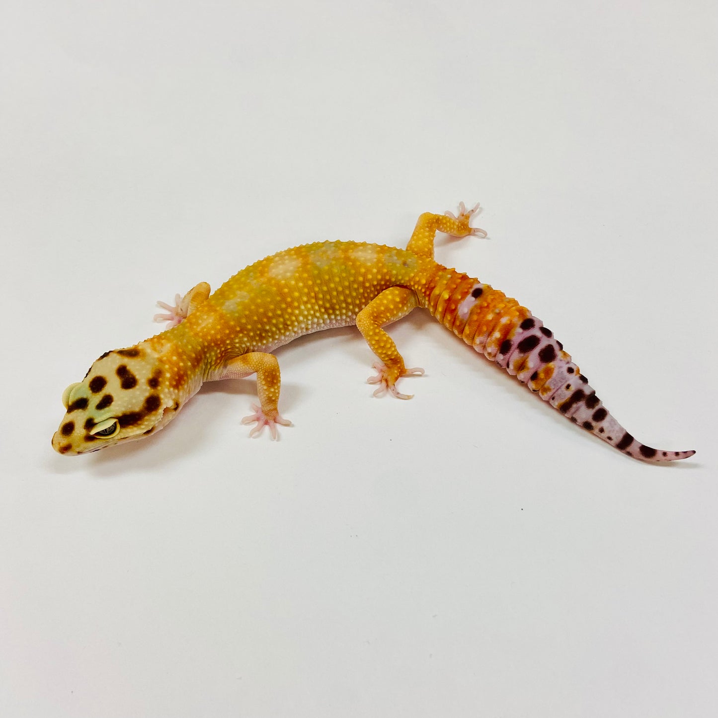Adult Group 2.3 Citrine Leopard Gecko LBG-01
