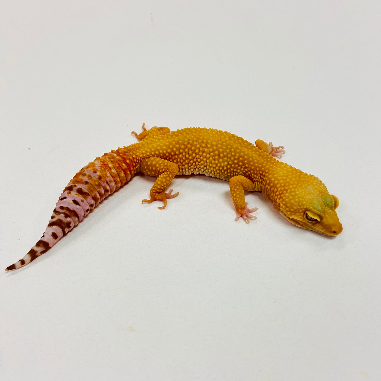Sunglow Albino Tremper Leopard Gecko Female I-C8-90623-1