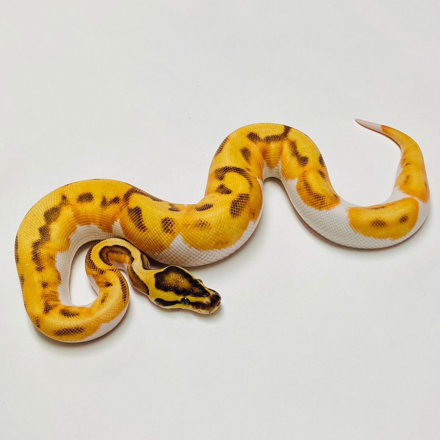 Enchi Orange Dream Leopard Yellowbelly Pied Female 2025F01