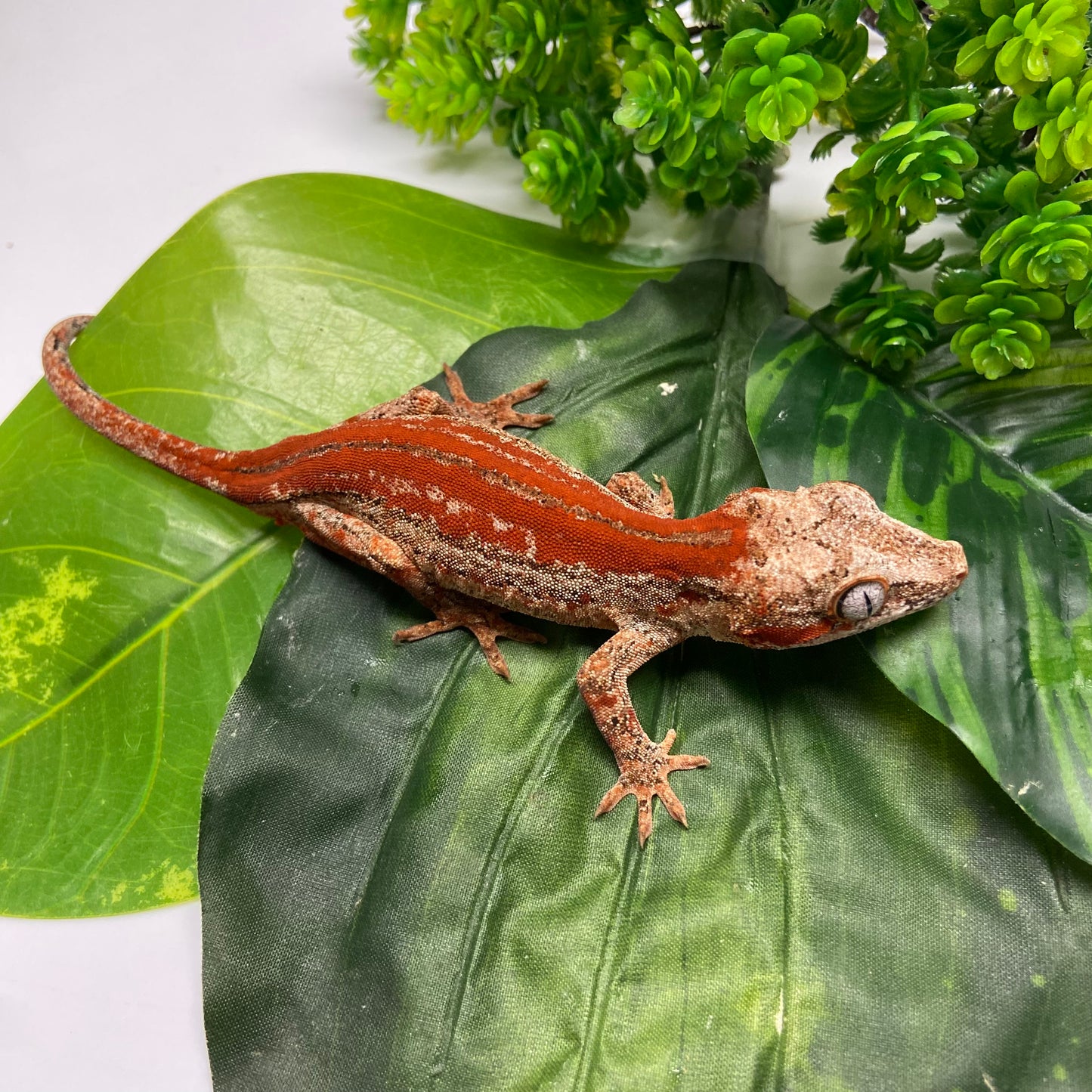 Red Super Stripe Gargoyle Gecko 2024 Male EH05
