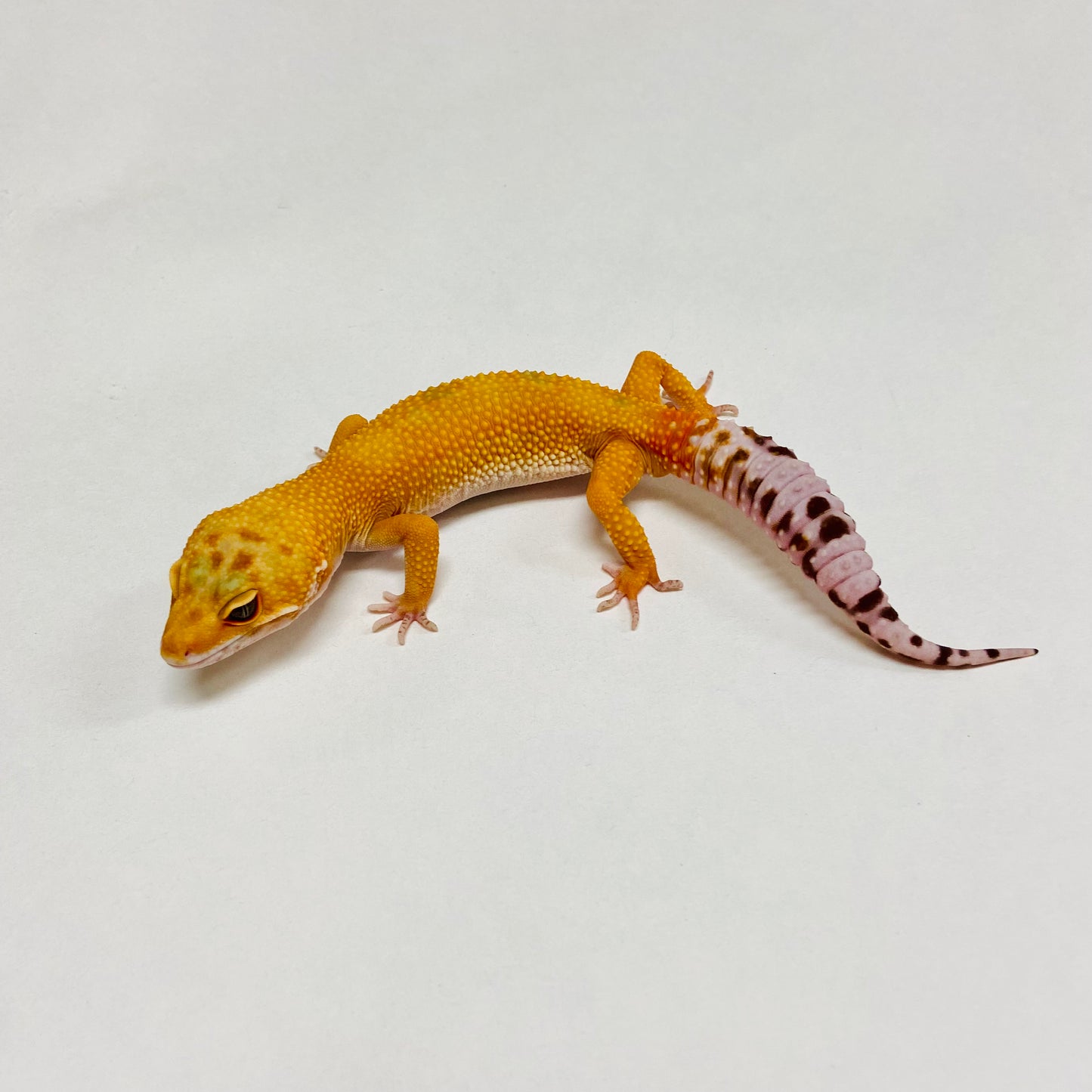 Sunglow Albino Tremper Leopard Gecko Male B-B7-80524-1