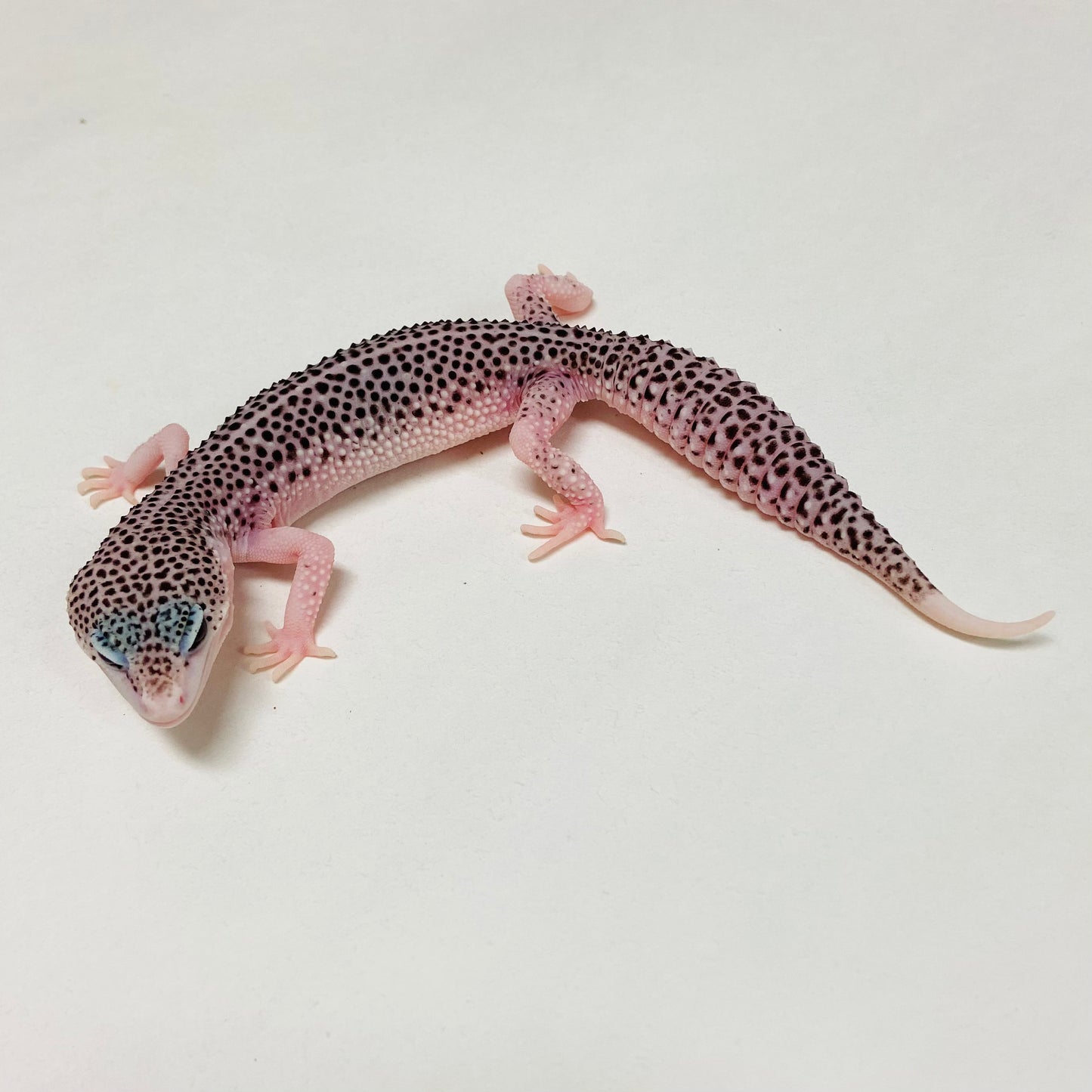 Super Snow Eclipse Leopard Gecko Female A-A9-122124-1