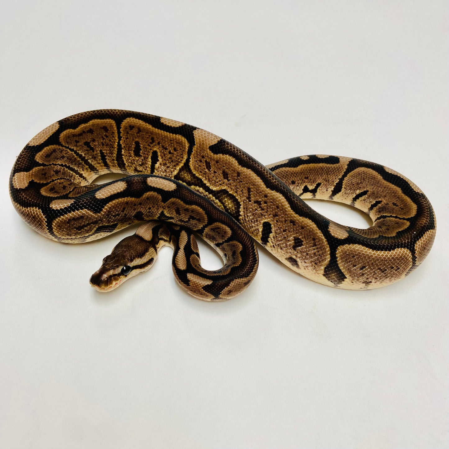 Lori Cinnamon Woma Ball Python - Female #2022F01