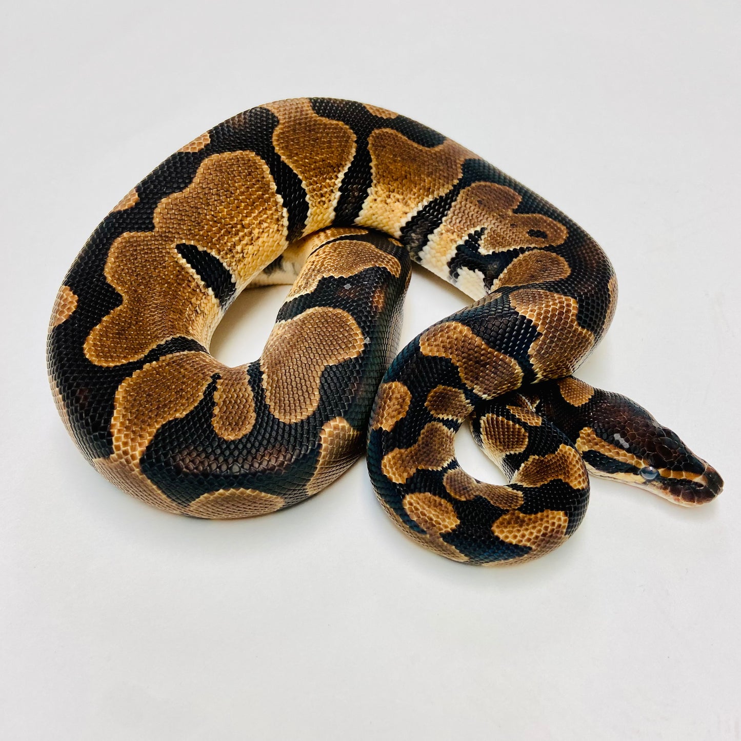 Dbl Het Sunset & Albino Ball Python - Male #2022M02