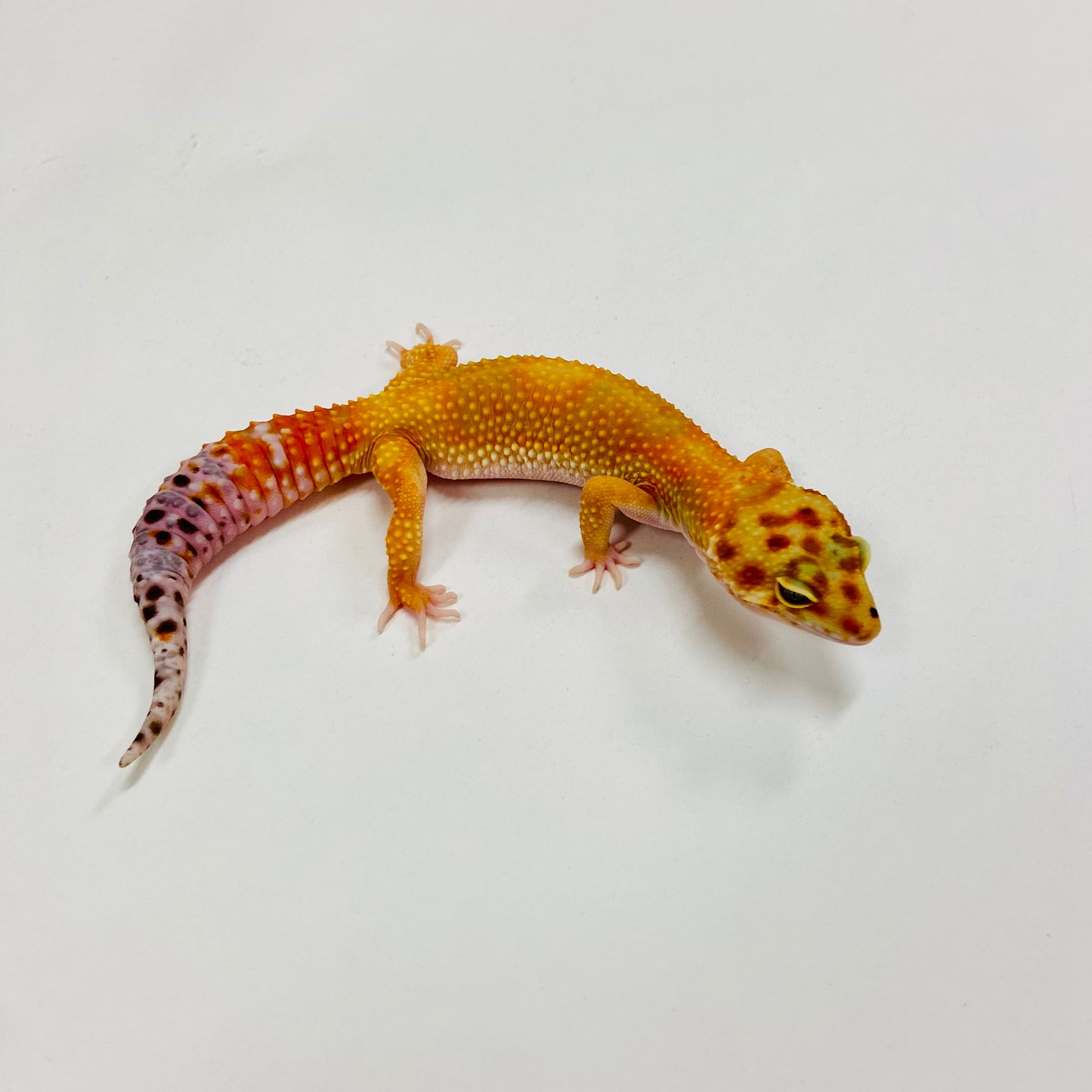 Citrine Leopard Gecko Female H-C9-101223-1