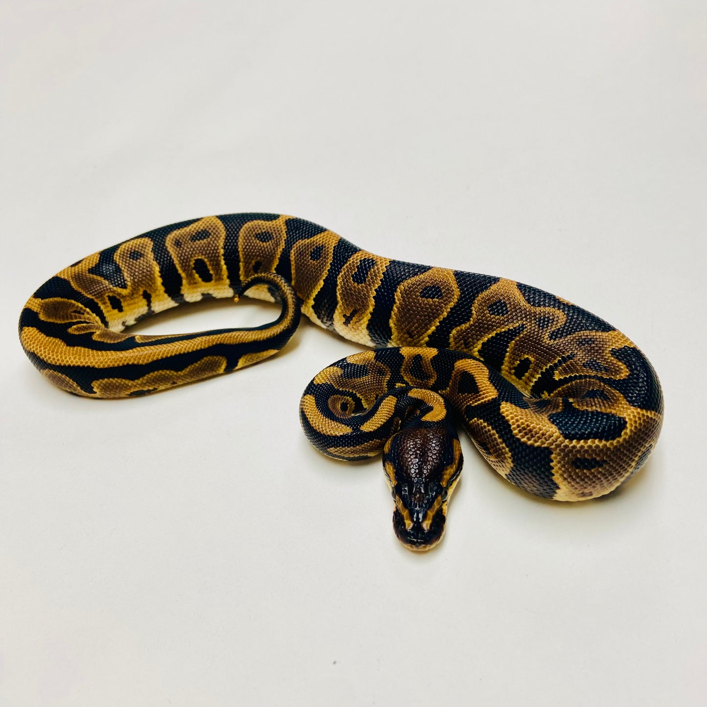 Leopard Ball Python Female 2025F01