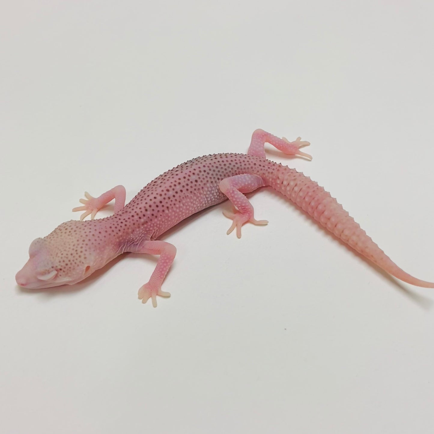 Bell Super Snow Pos Eclipse Leopard Gecko 2025-033
