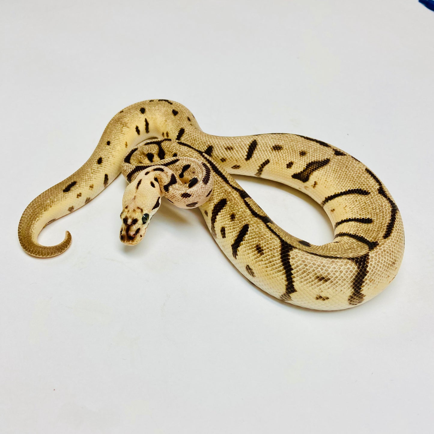 Bumblebee Leopard Het Clown Ball Python - Female #2022F01