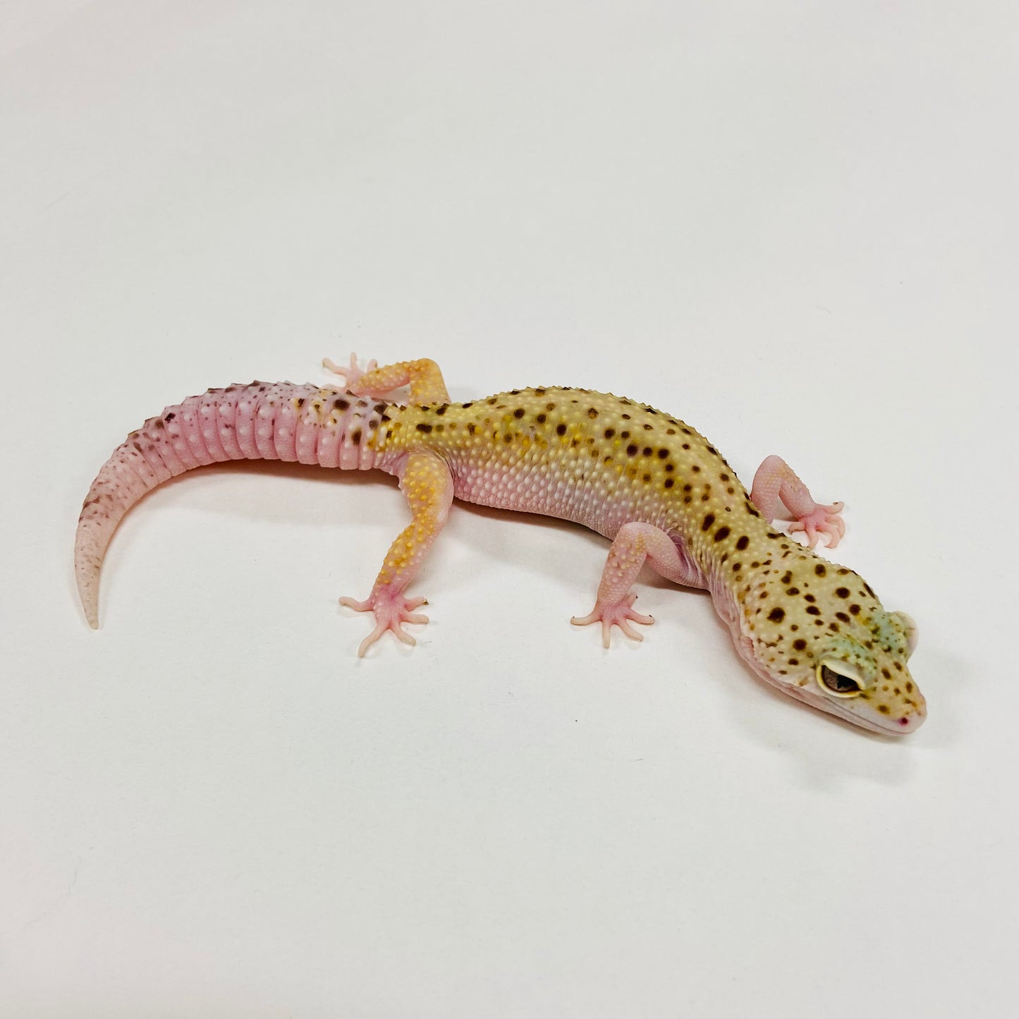 Stripe Mack Snow Eclipse W/Y Leopard Gecko Female F-F5-61120-1