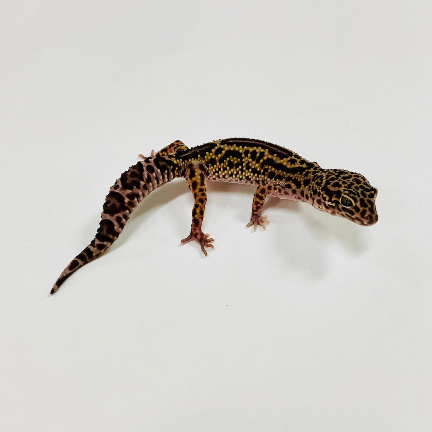 Dark Jungle Mack Snow Leopard Gecko Female G-C6-61723-1