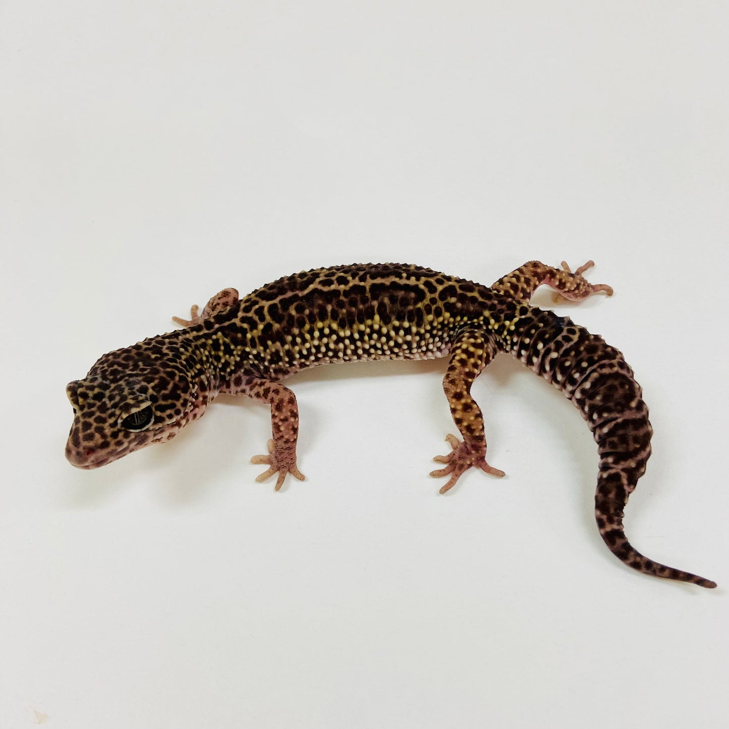 Adult Group 1.4 Dark Mack Snow Eclipse Leopard Gecko LBG-14
