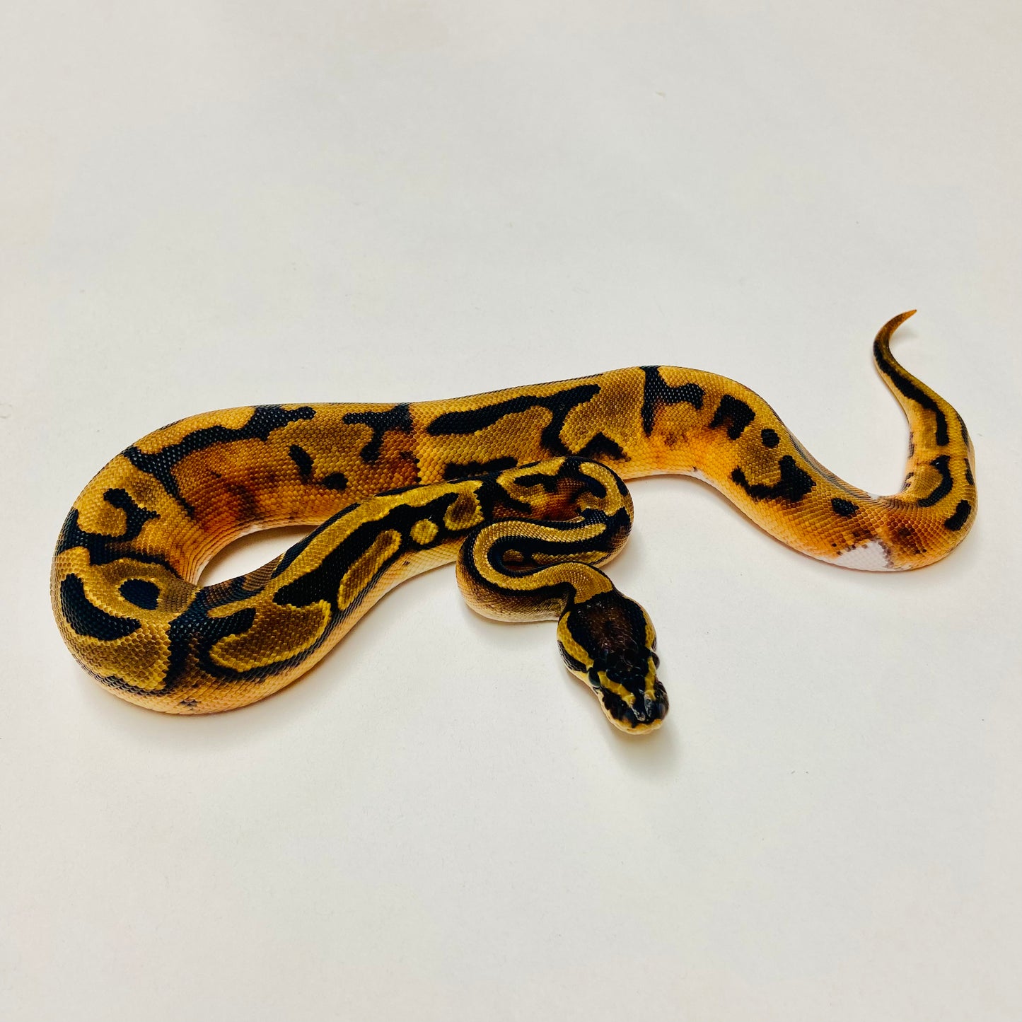 Pied Het Albino Ball Python Female 2025F03