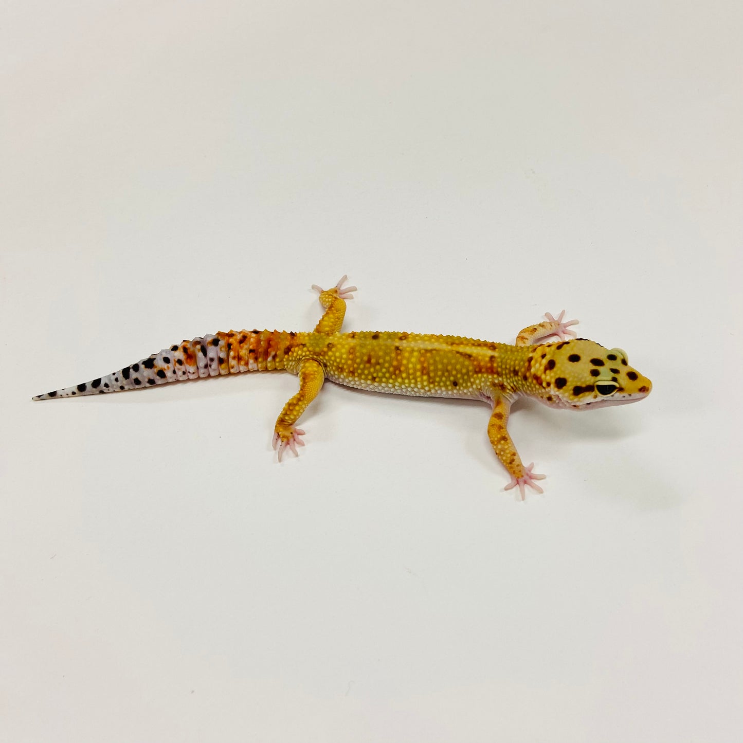 Tangerine W/Y Leopard Gecko Male F-A6-91524-1