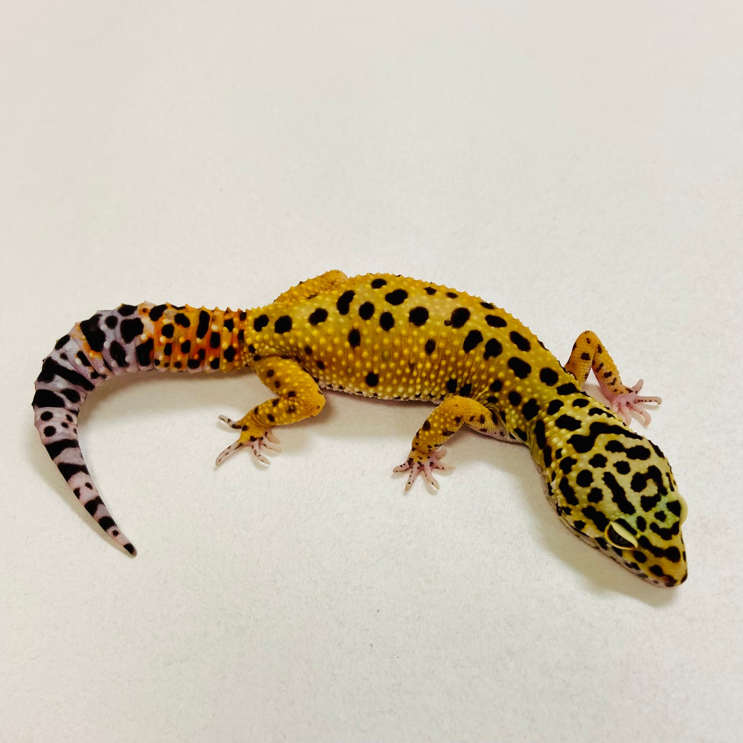 Tangerine Leopard Gecko Female 2025-189