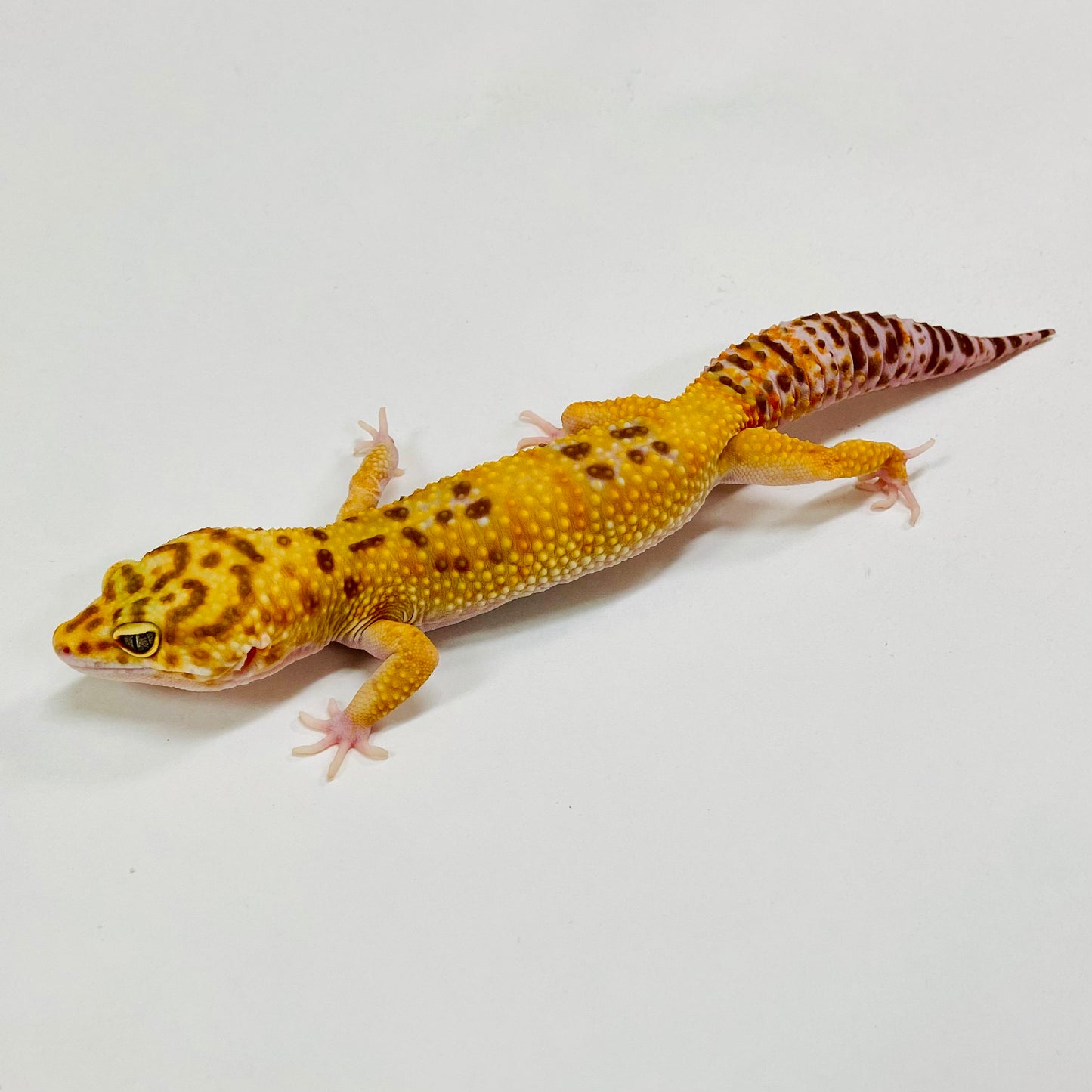 Albino Tremper W/Y Leopard Gecko Male H-C6-91623-1