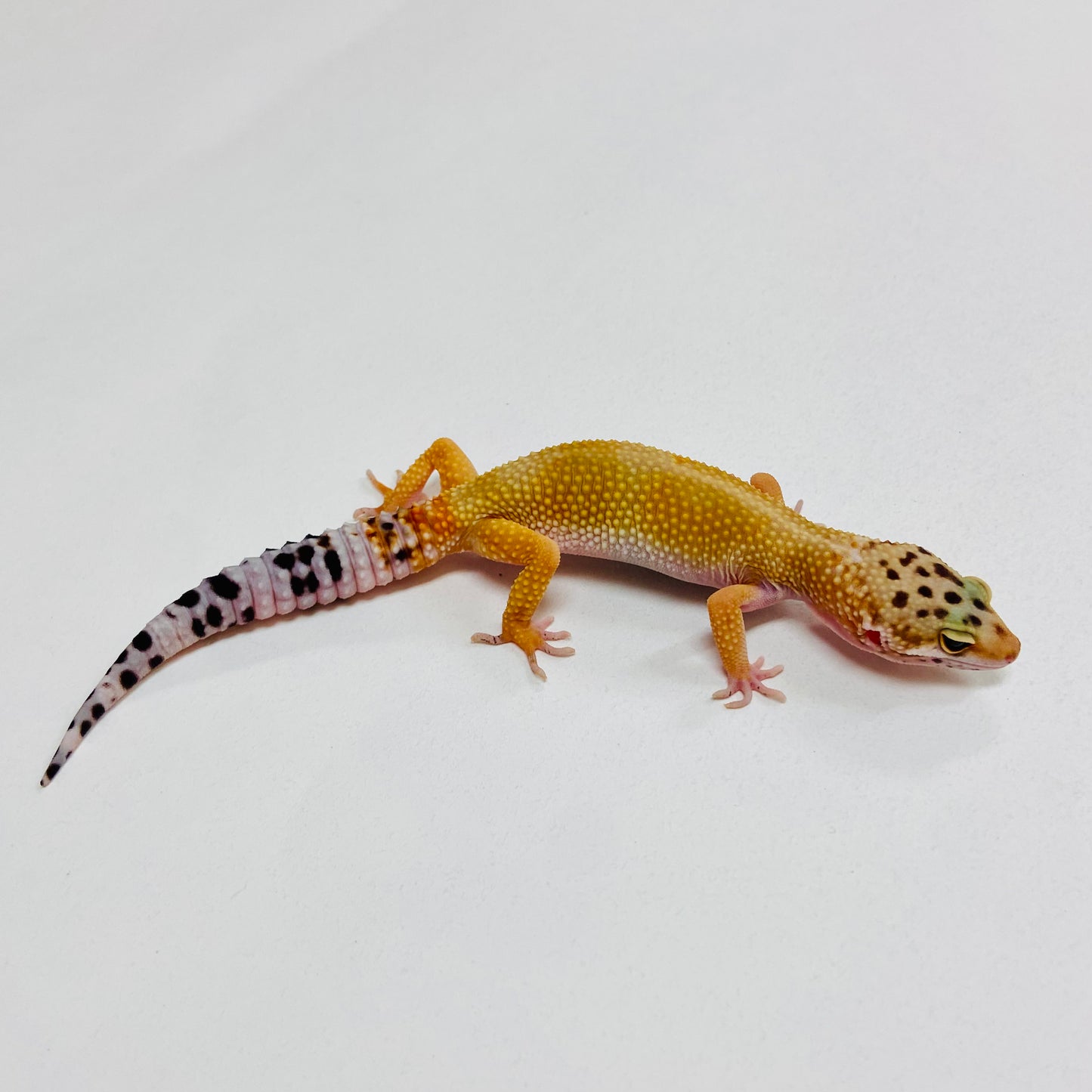 Tangerine Leopard Gecko 2025-156