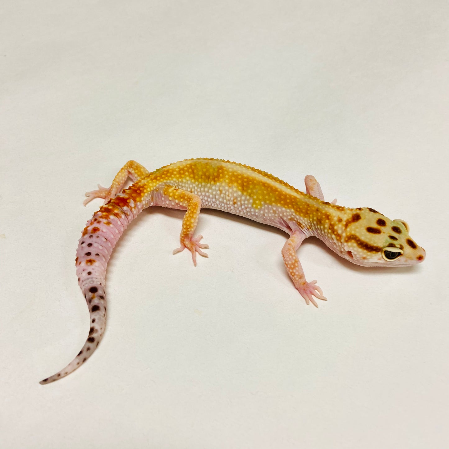 Citrine Leopard Gecko Female I-C10-71123-1