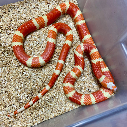 Extreme Albino Tangerine Honduran Milksnake 2023 Female F03