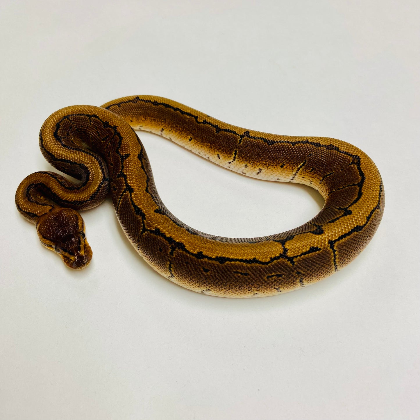 Pinstripe Ball Python Male 2025M01