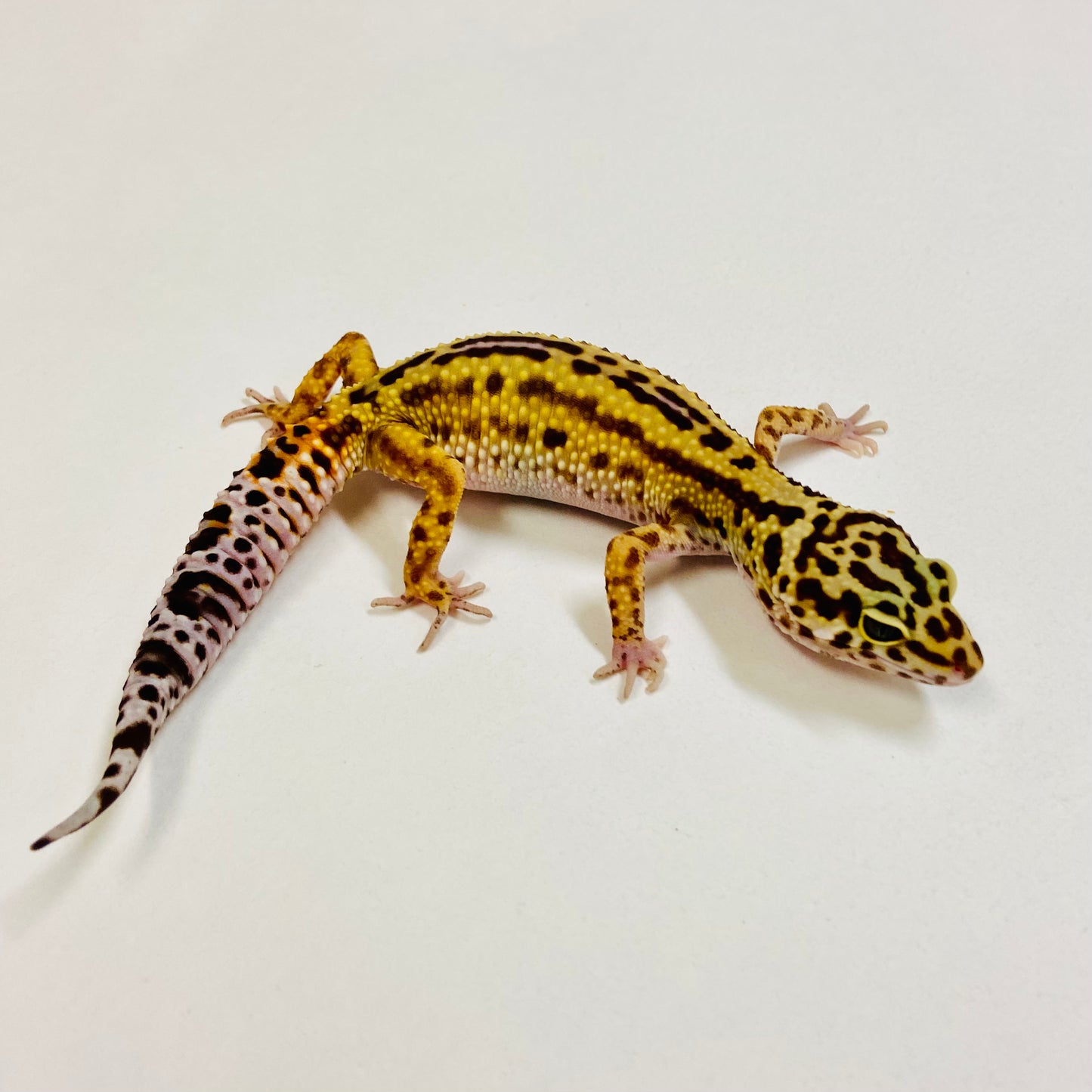 Mack Snow Reverse Stripe Leopard Gecko Male 2025-194