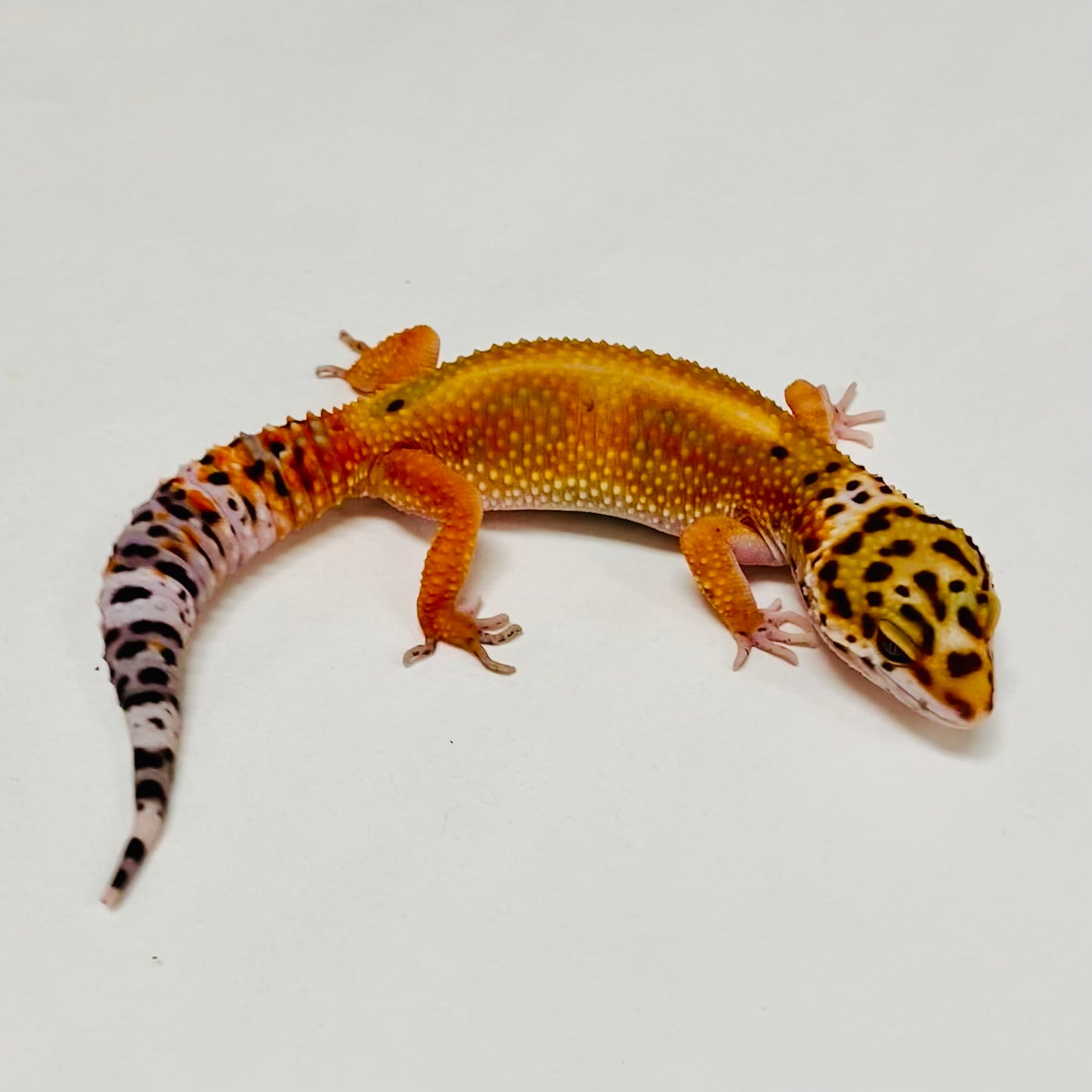 Tangerine W/Y Leopard Gecko Female A-A2-12524-1