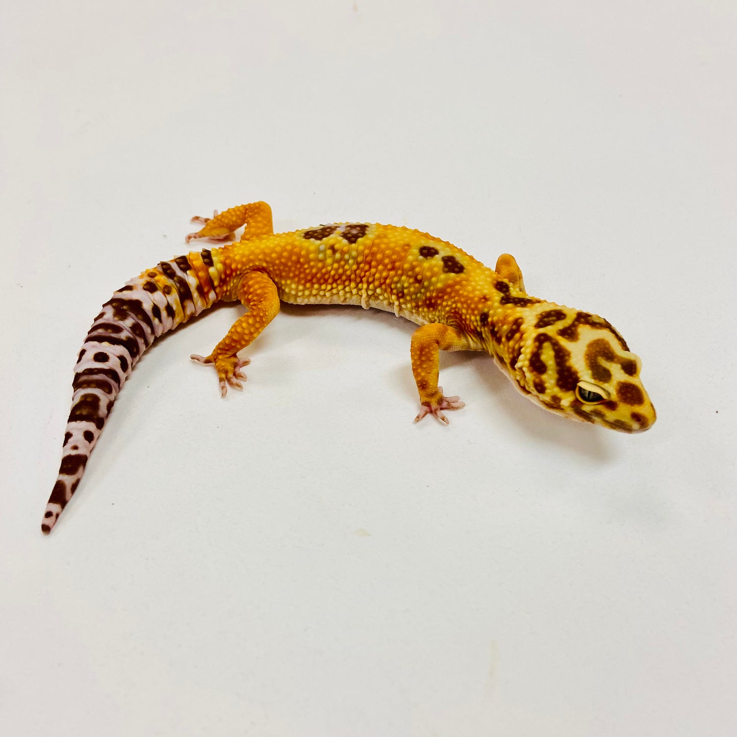 Albino Tremper Tangerine Leopard Gecko Male I-F7-81423-1