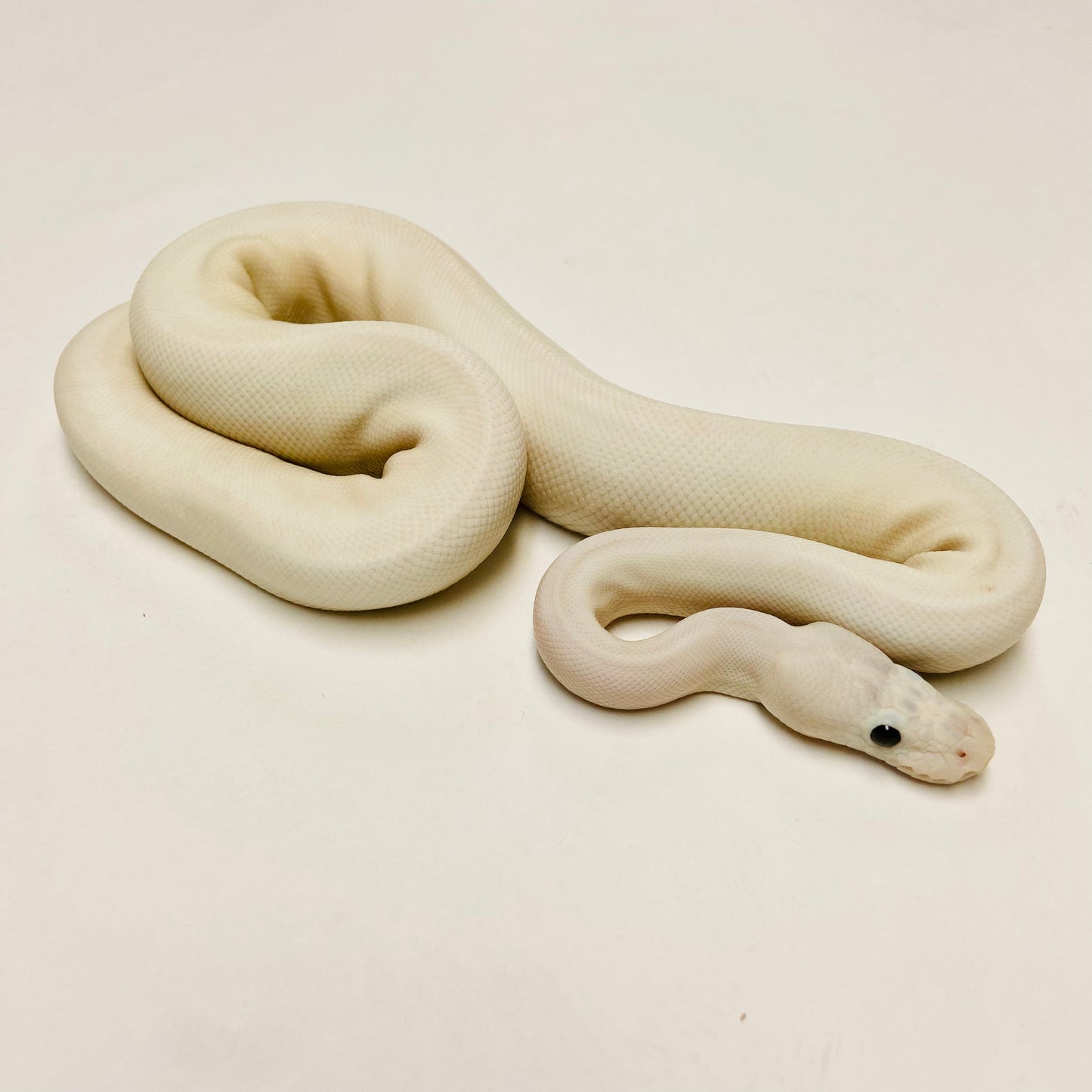 GHI Mojave Cinnamon Lori Ball Python - Female #2022F01