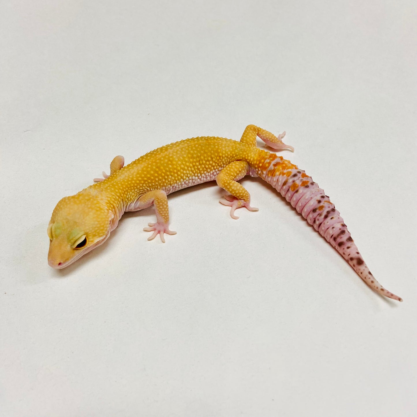 Raptor W/Y Leopard Gecko Male B-B7-80524-1