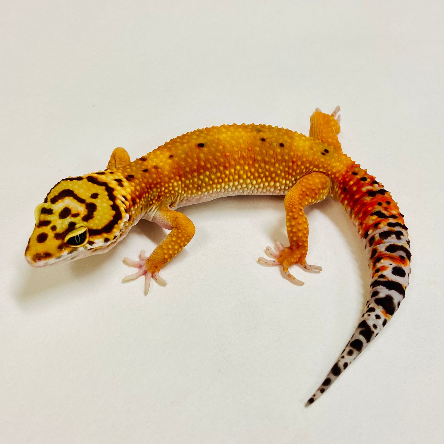 Dark Tangerine Leopard Gecko Female 2025-219