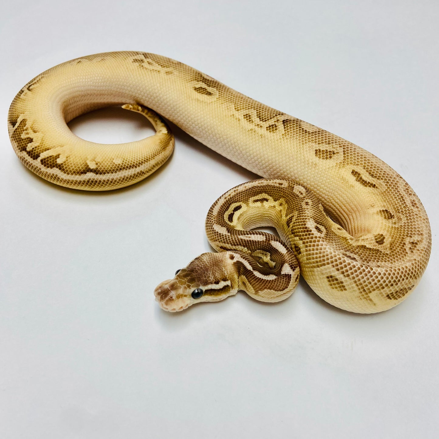 Silver Streak Het Clown Ball Python - Female #2022F01