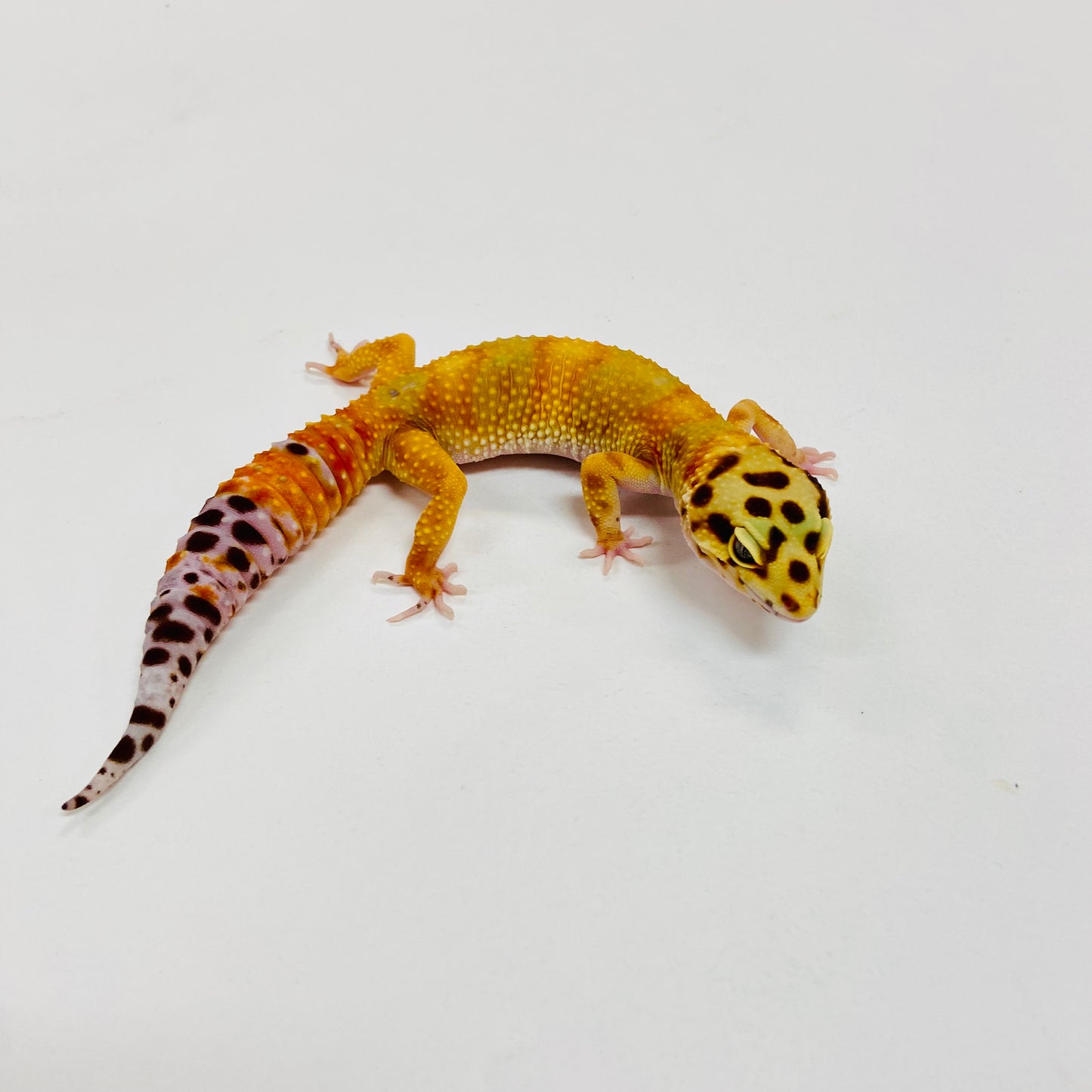 Citrine Carrot Tail Leopard Gecko Female I-C9-71023-1