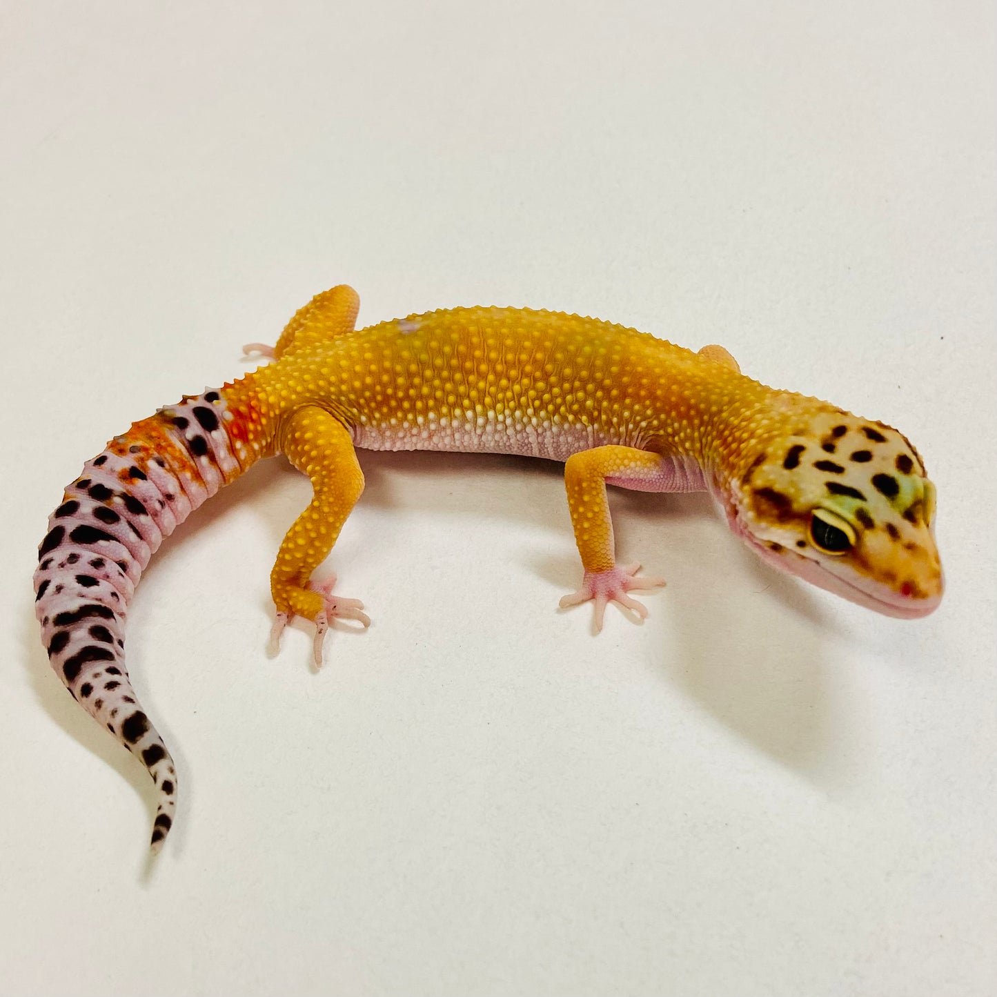 Tangerine Leopard Gecko Female 2025-096