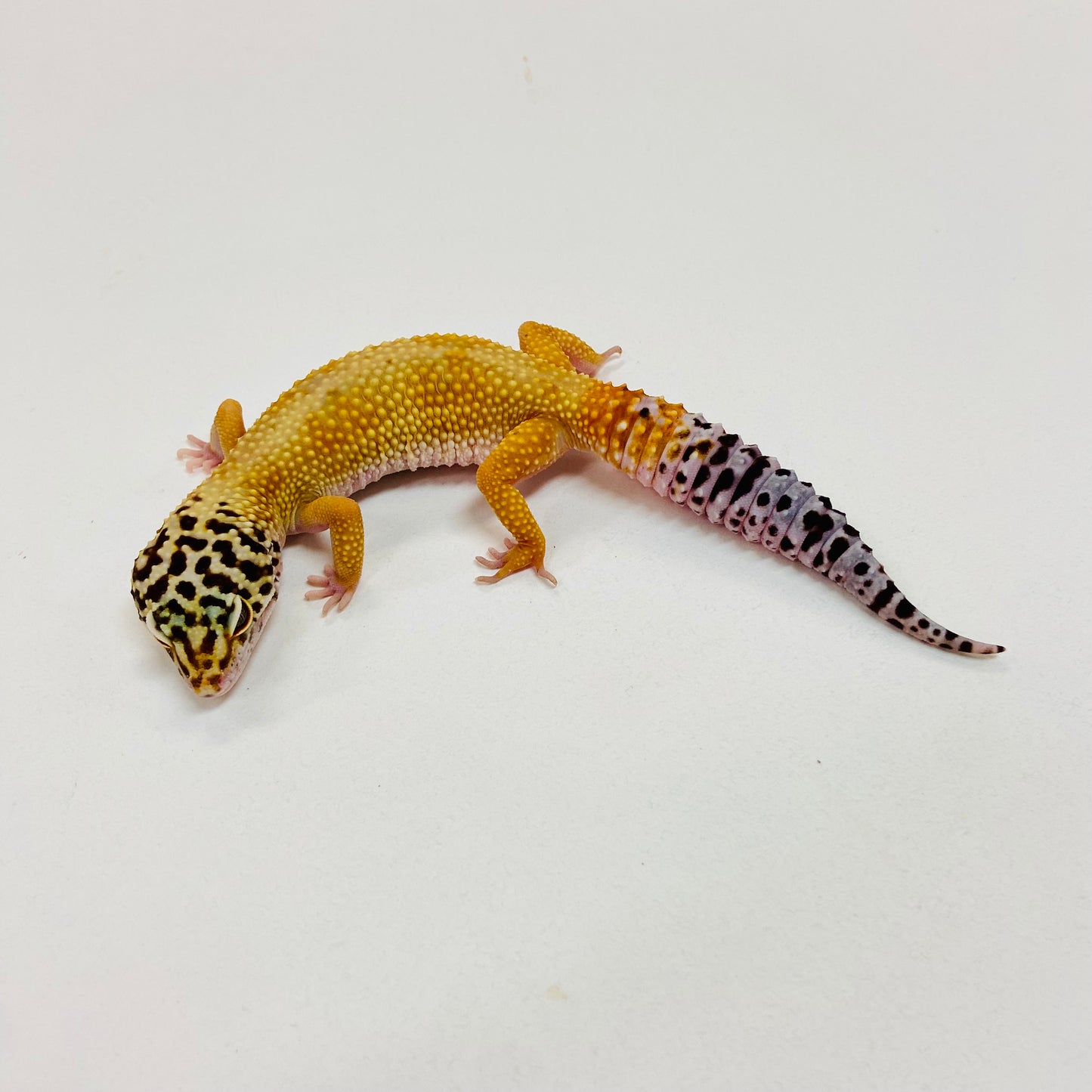 Hypo Tangerine W/Y Leopard Gecko Female I-C11-71223-1