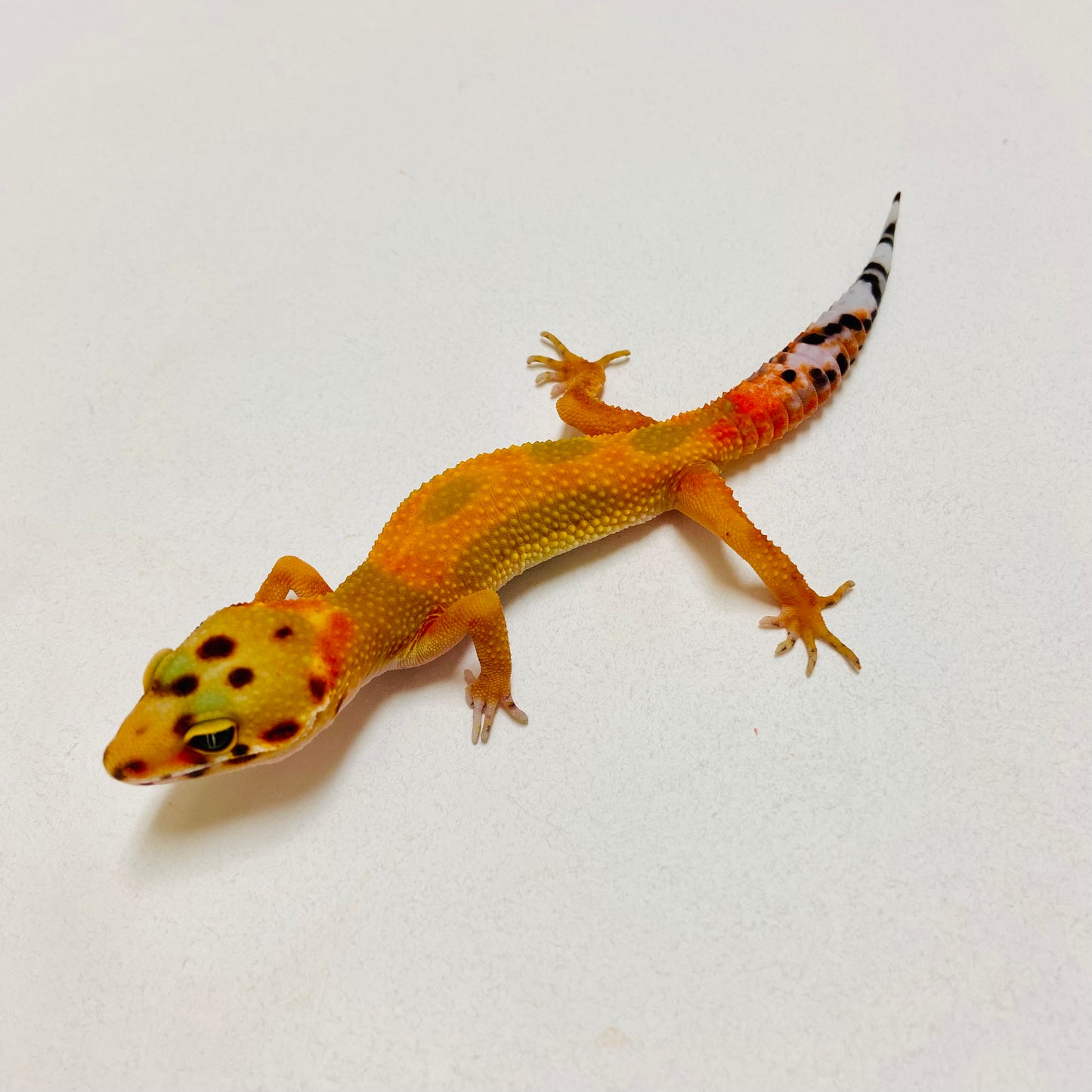 Super Hypo Blood Tangerine Leopard Gecko 2025-014