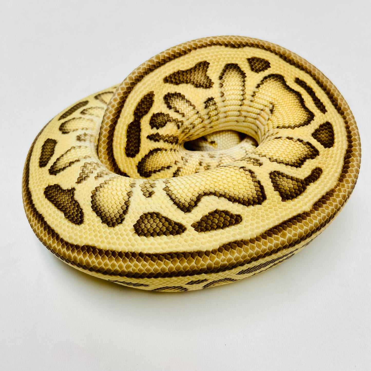Pastel Leopard Woma Clown Ball Python - Male #2022M01