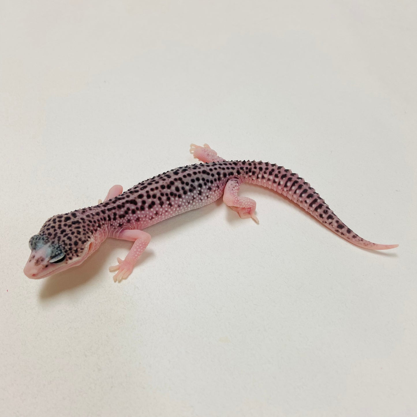 Super Snow Eclipse Leopard Gecko 2025-017