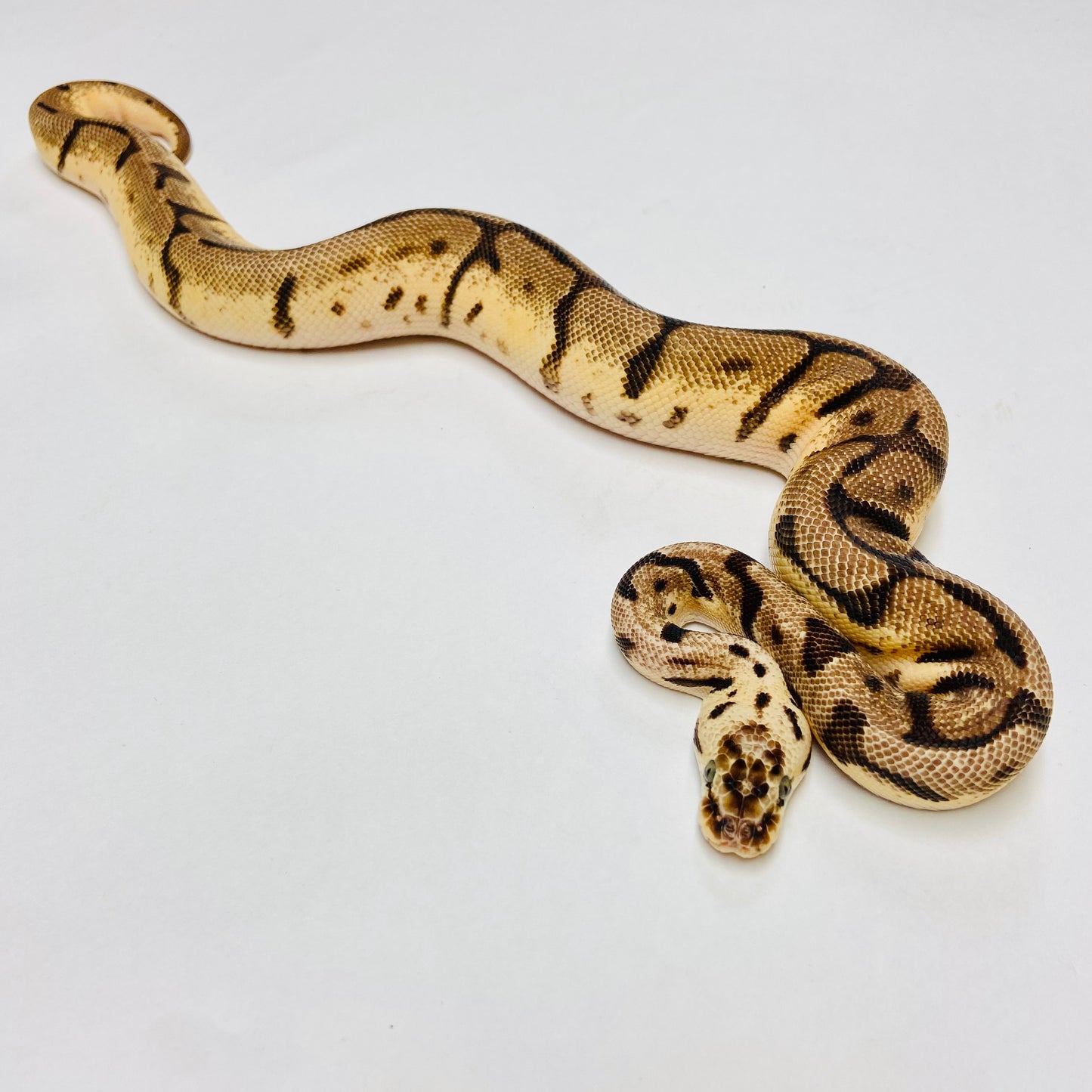 Bumblebee Leopard Het Clown Ball Python - Female #2022F02