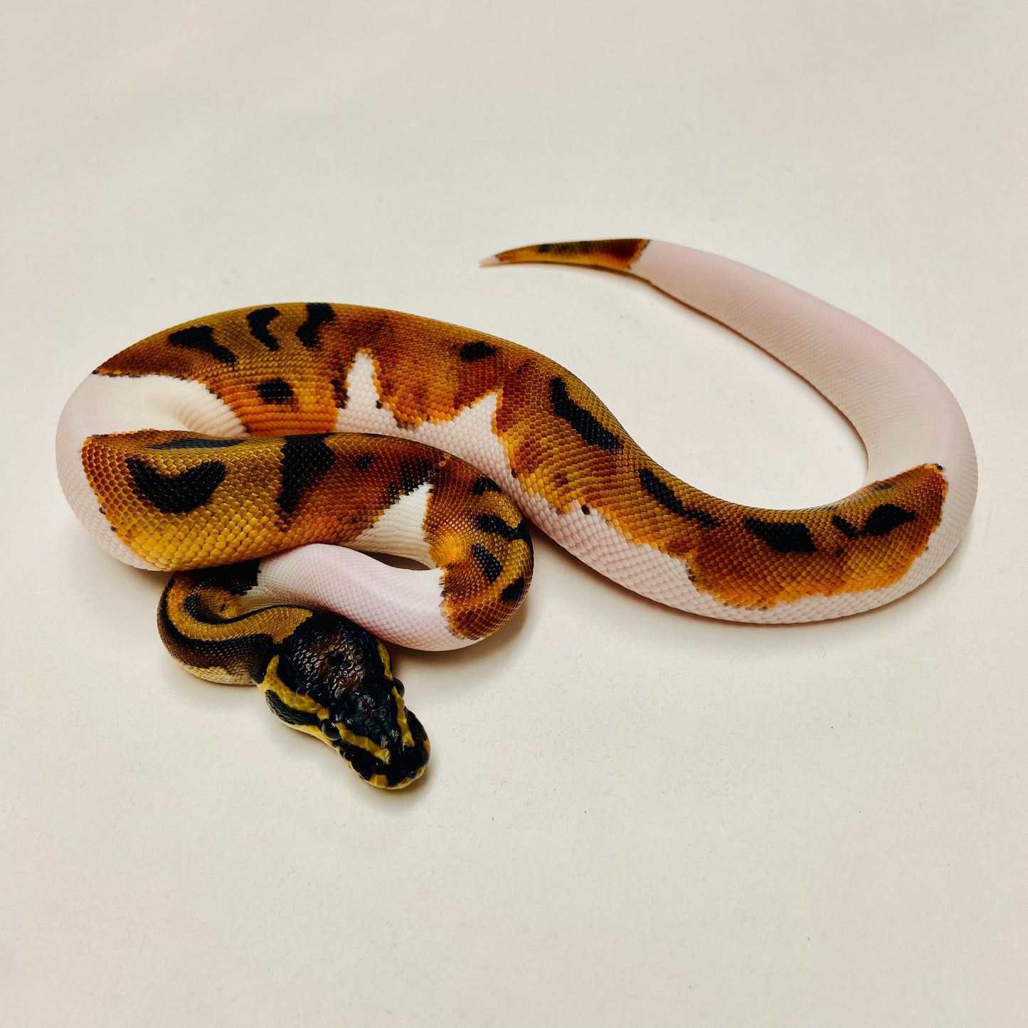 Pied Het Albino Ball Python Male 2025M03