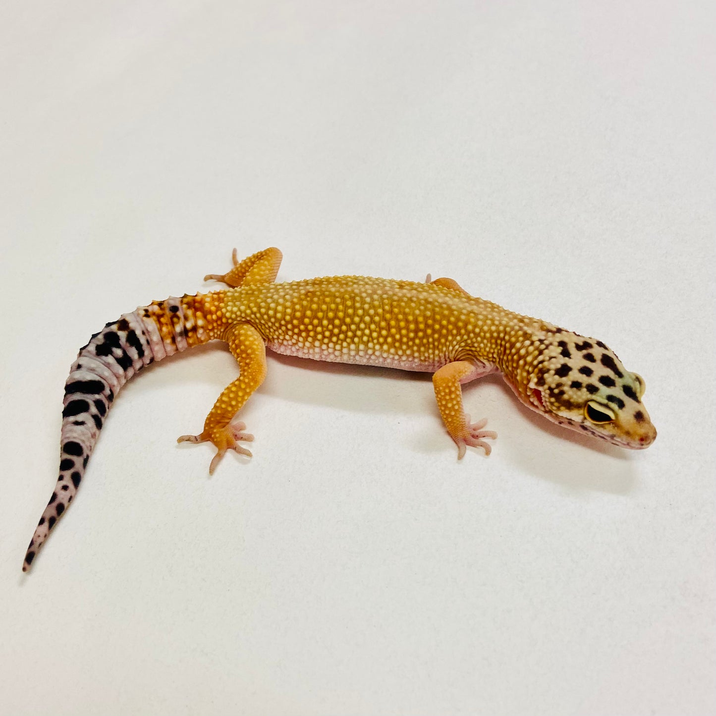 Tangerine Leopard Gecko Female 2025-156