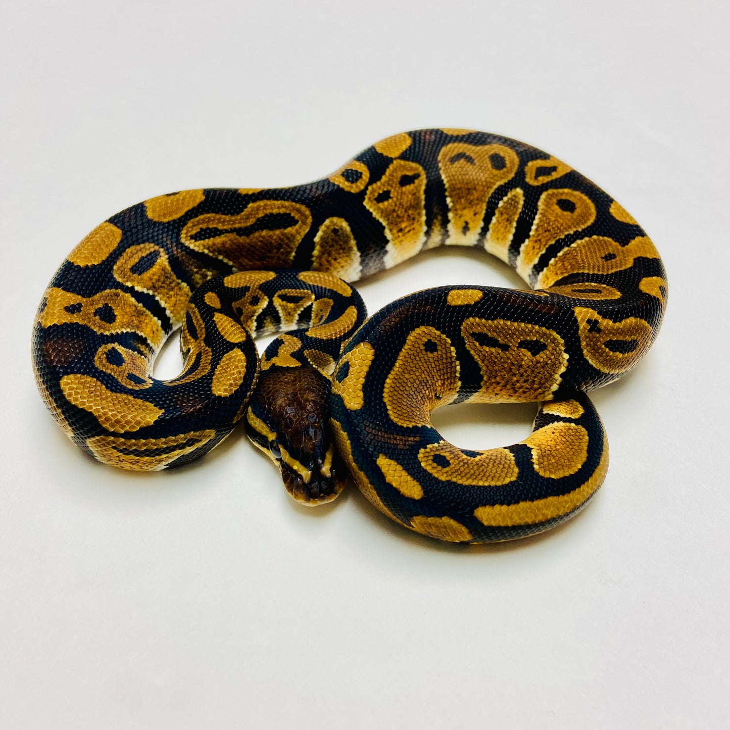 Het Sunset Ball Python - Male #2023M01