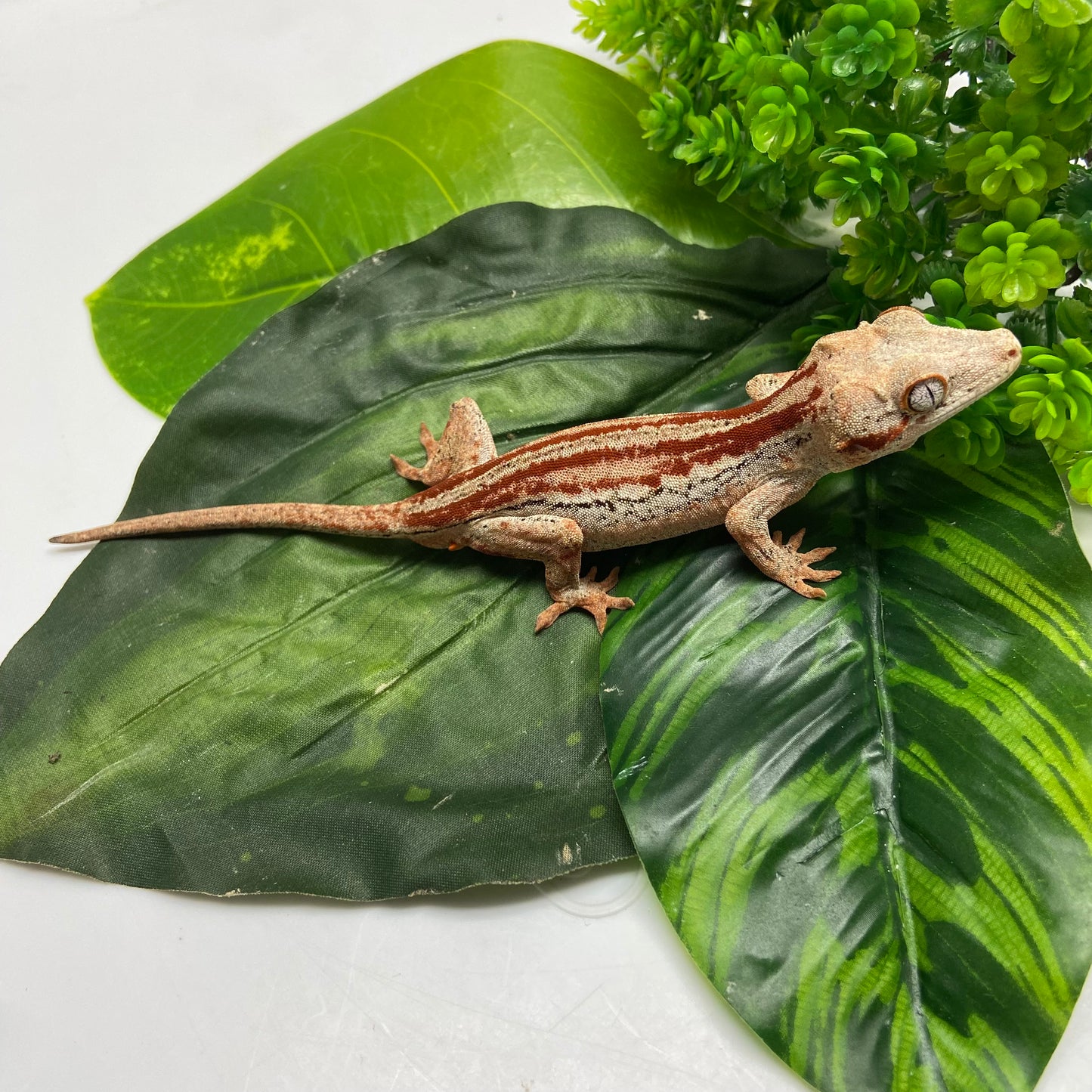 Red Stripe Gargoyle Gecko 2024 Male EH04