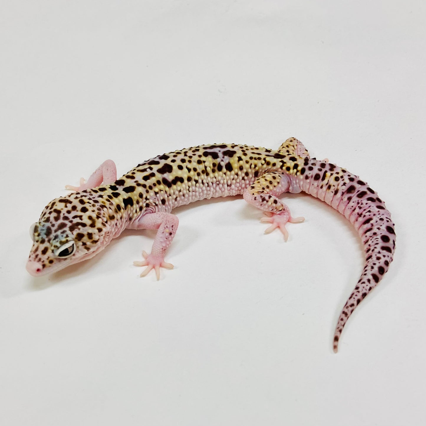 Mack Snow Eclipse W/Y Leopard Gecko Male H-C7-81523-1