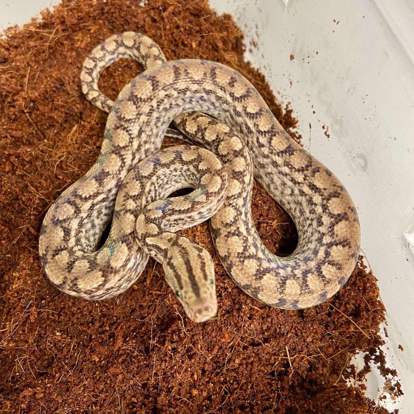 Colombian Rainbow Boa 2025 Female F09