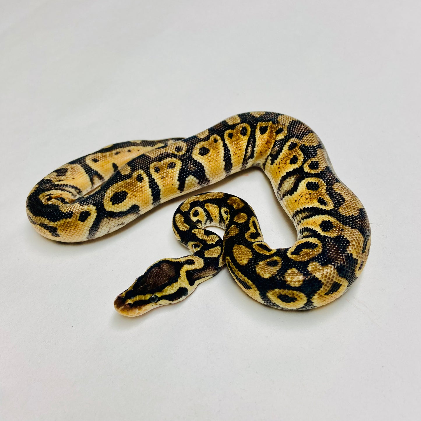 Pastel Het Clown Ball Python Male 2025M01