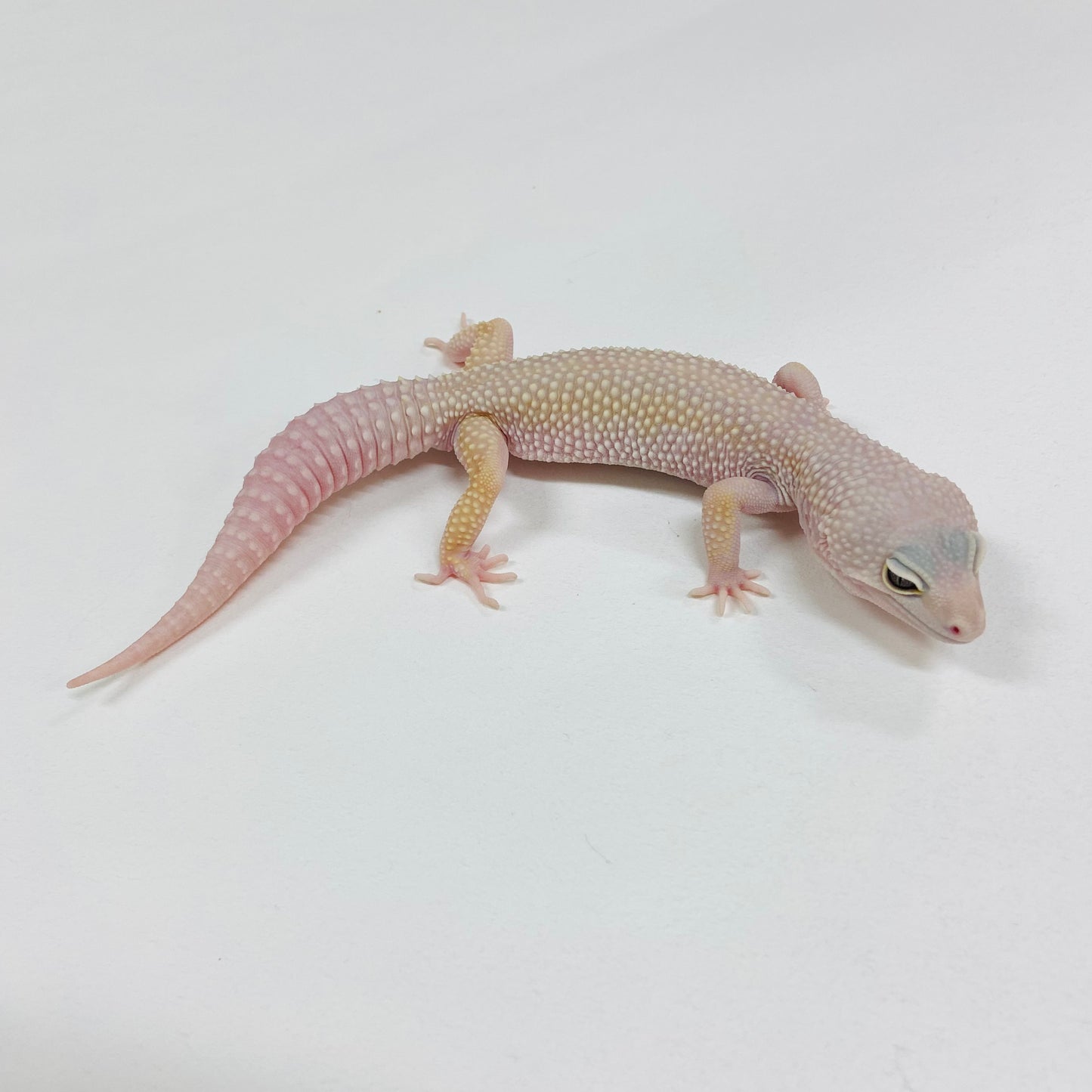 Mack Snow Murphy Patternless Leopard Gecko Male B-C2-90324-1