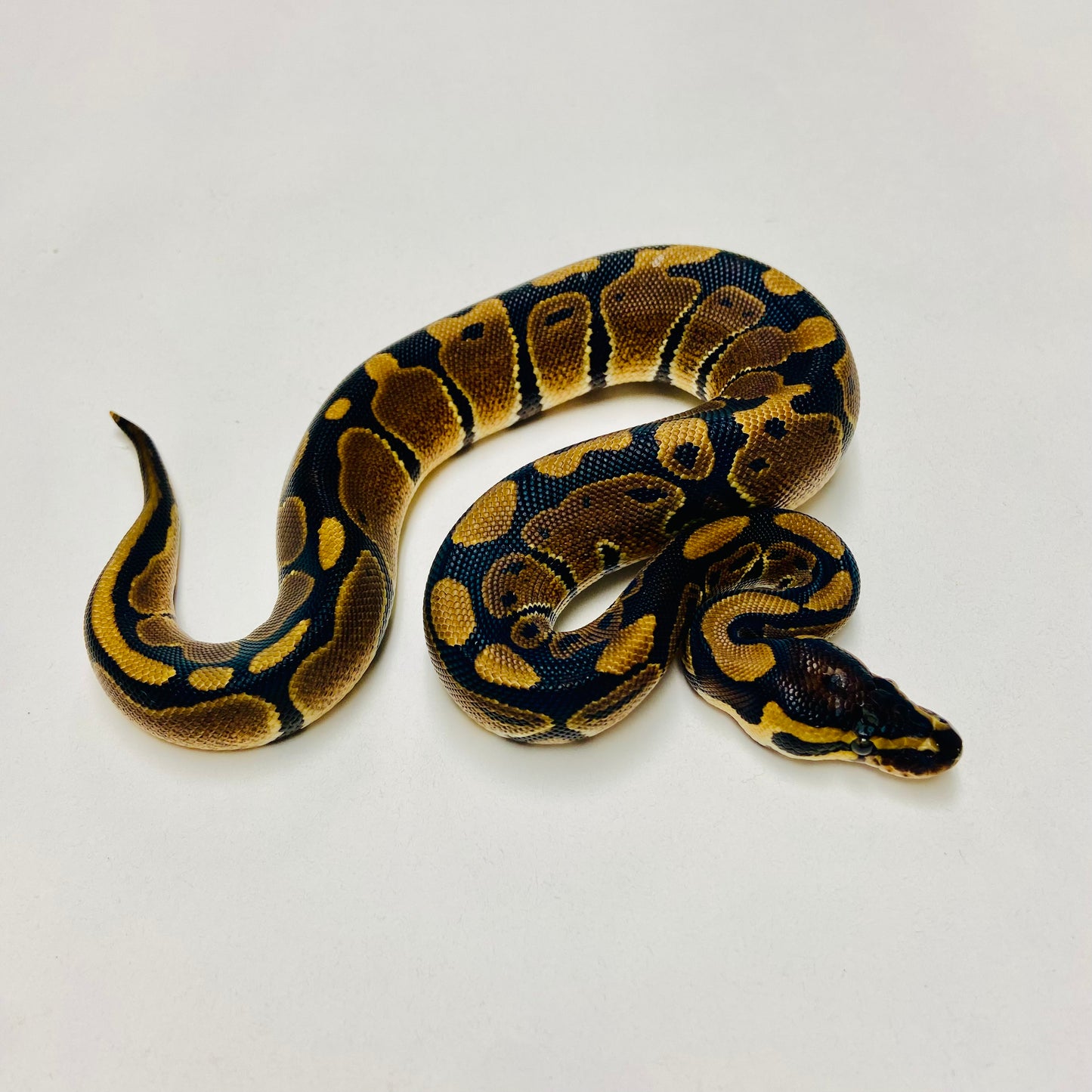 Dbl Het Albino Pied Ball Python Male 2025M01