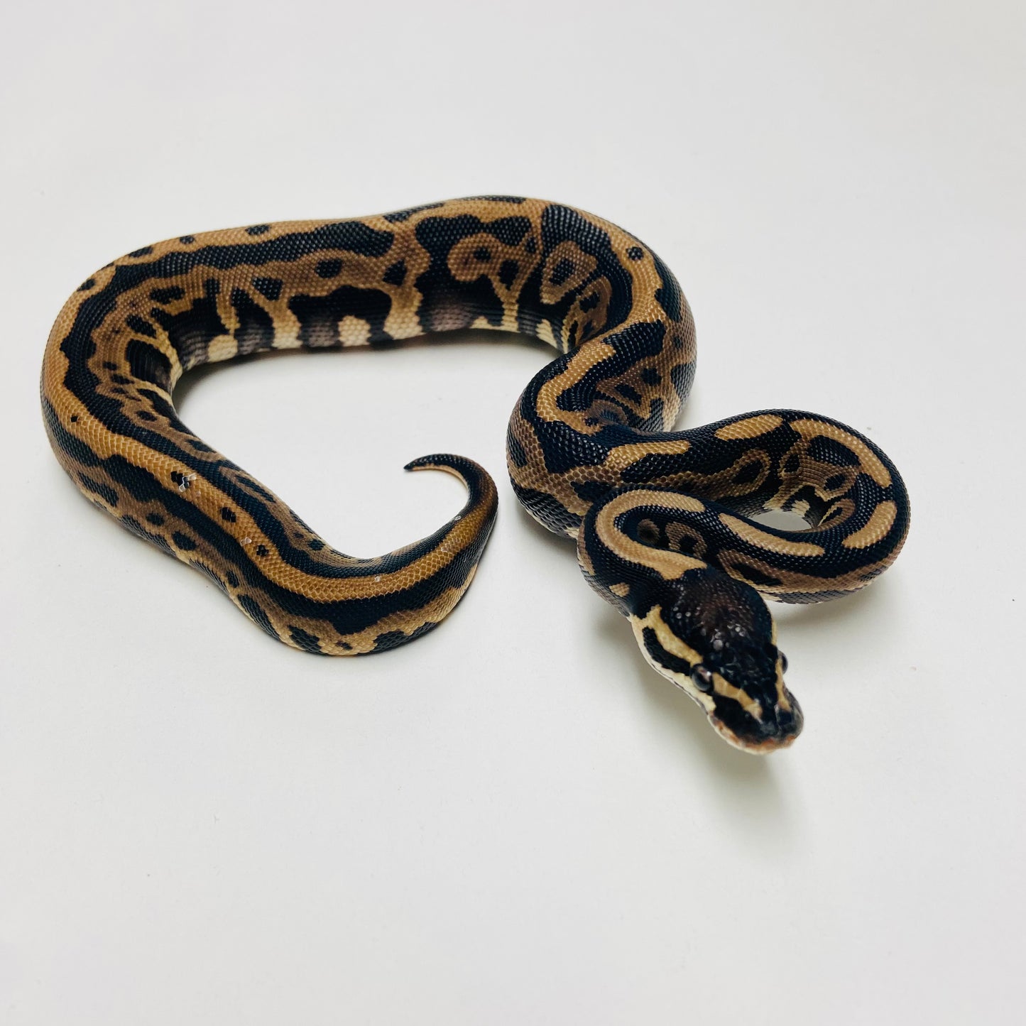 Lori Leopard Ball Python Female 2025F02