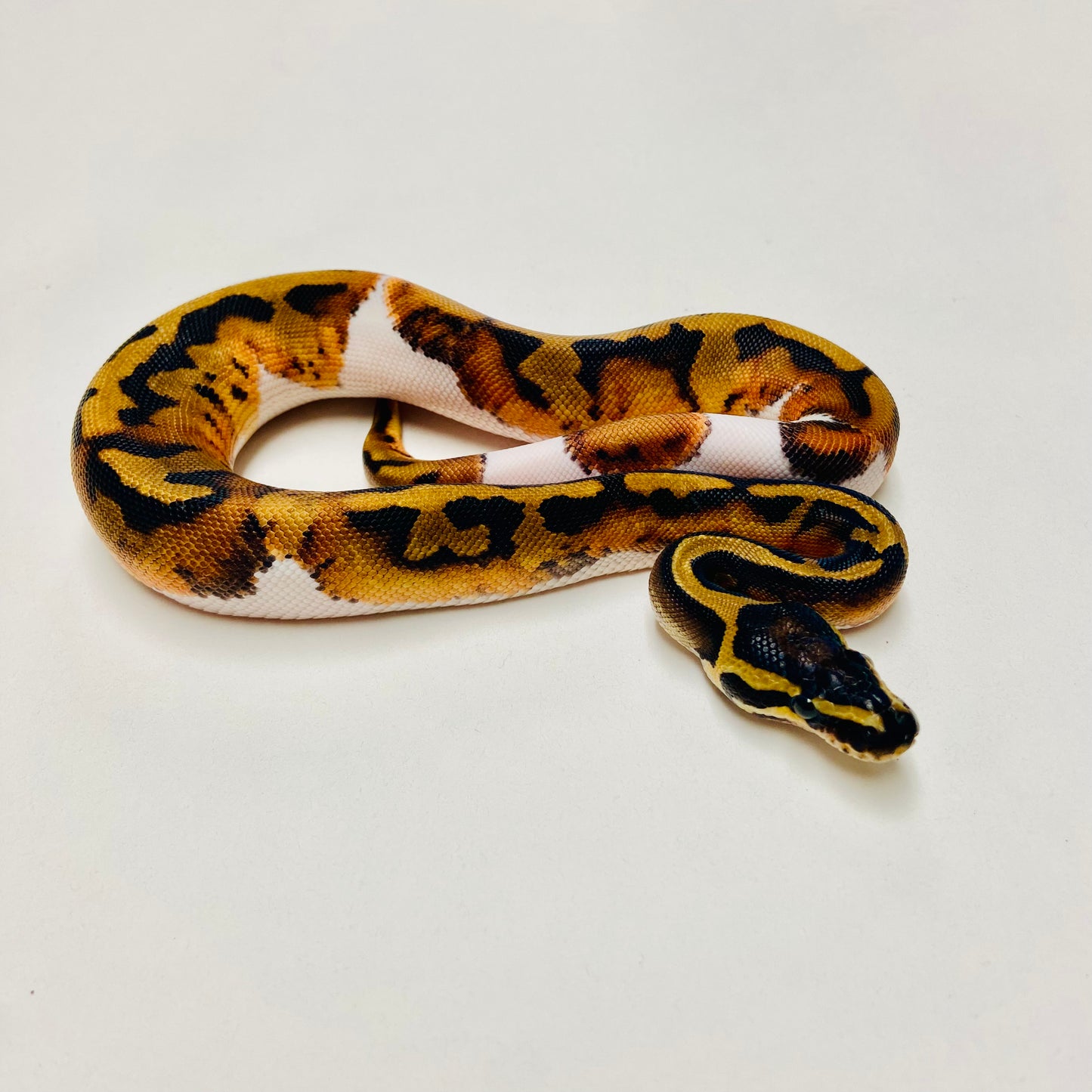 Pied Het Albino Ball Python Male 2025M01